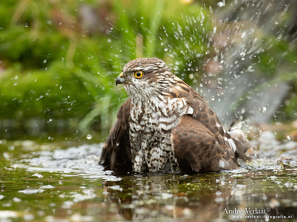 Spewer / Sparrowhawk - Emmen