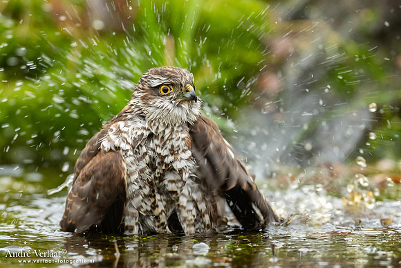 Spewer / Sparrowhawk - Emmen