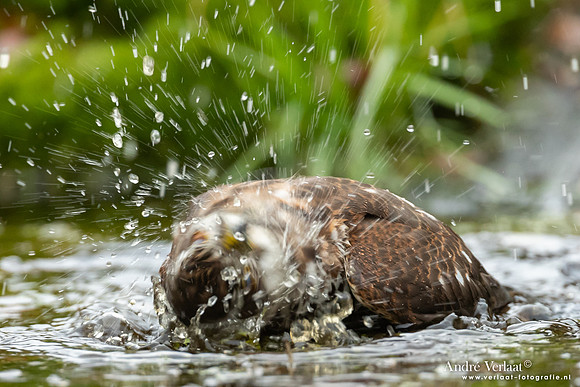 Spewer / Sparrowhawk - Emmen