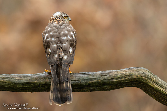 Spewer / Sparrowhawk - Emmen