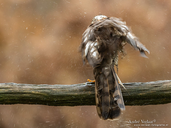 Spewer / Sparrowhawk - Emmen