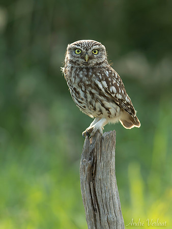 Steenuil / Little Owl - Barchem