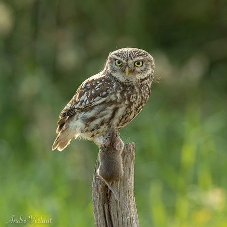 Steenuil / Little Owl - Barchem