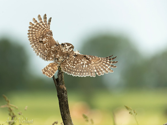 Steenuil / Little Owl - Barchem