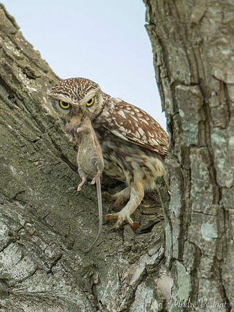 Steenuil / Little Owl - Barchem