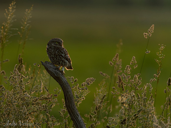 Steenuil / Little Owl - Barchem