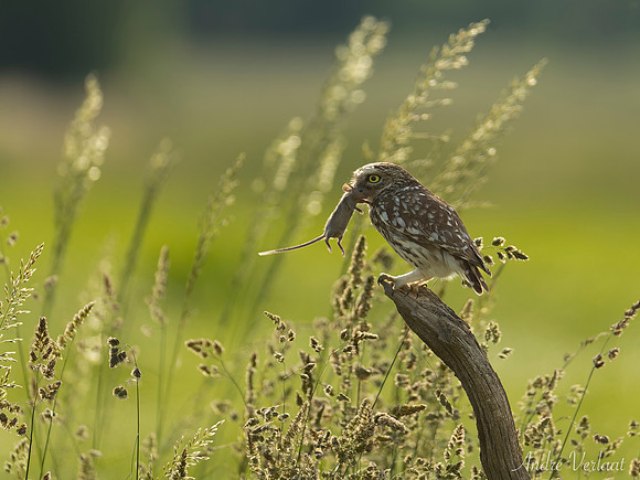 Steenuil / Little Owl - Barchem