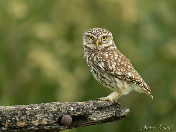 Steenuil / Little Owl - Barchem