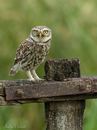 Steenuil / Little Owl - Barchem