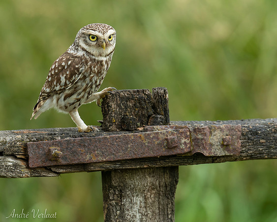 Steenuil / Little Owl - Barchem