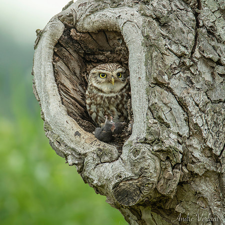 Steenuil / Little Owl - Barchem