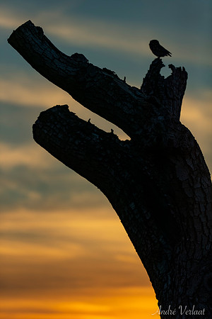 Steenuil / Little Owl - Barchem
