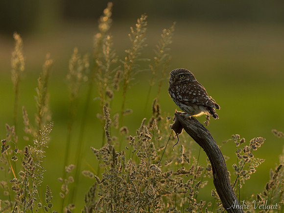 Steenuil / Little Owl - Barchem