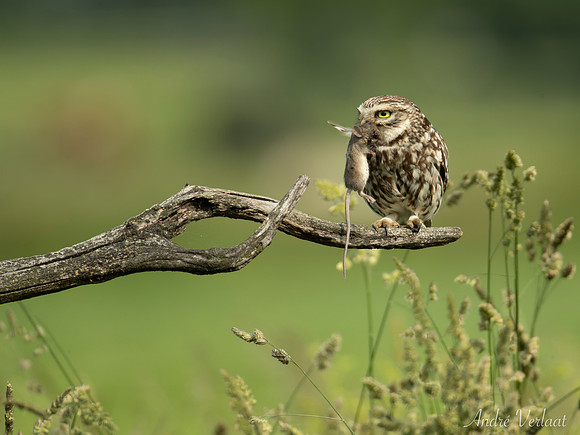 Steenuil / Little Owl - Barchem