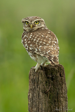 Steenuil / Little Owl - Barchem