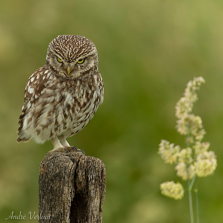 Steenuil / Little Owl - Barchem