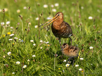 Grutto / Black-tailed Godwit - Wognum
