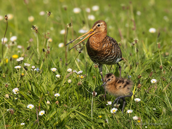 Grutto / Black-tailed Godwit - Wognum