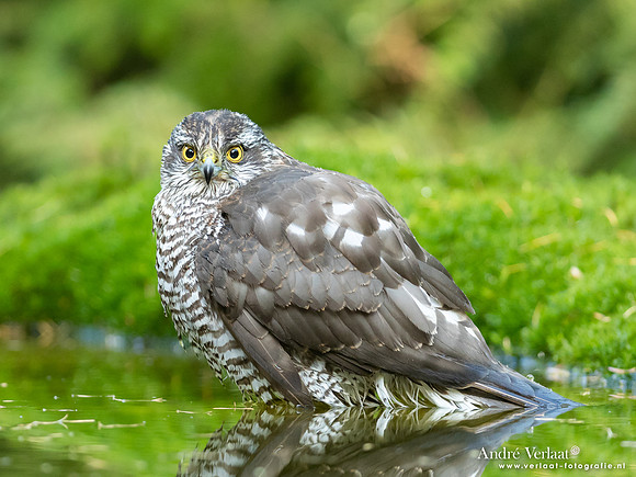Sperwer / Sparrowhawk - Maashorst