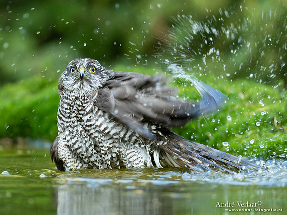 Sperwer / Sparrowhawk - Maashorst
