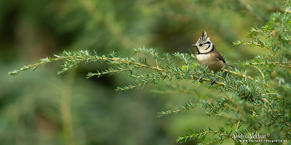 Kuifmees / Crested Tit - Maashorst