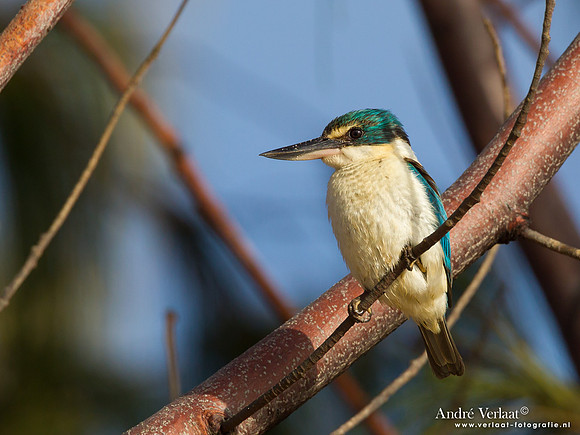 Heilige IJsvogel / Sacred Kingfisher - Fraser Island