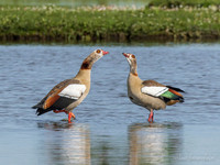 Nijlgans / Egyptian Goose - Wognum
