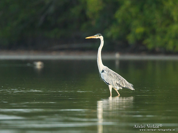 Sokoireiger / Cocoi Heron - Bigi Pan