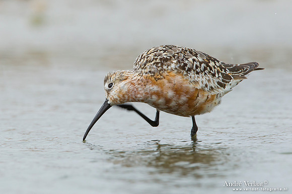 Krombekstrandloper / Curlew Sandpiper - Den Helder