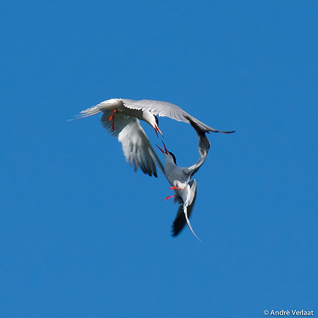 Visdief / Common Tern - Egboetswater