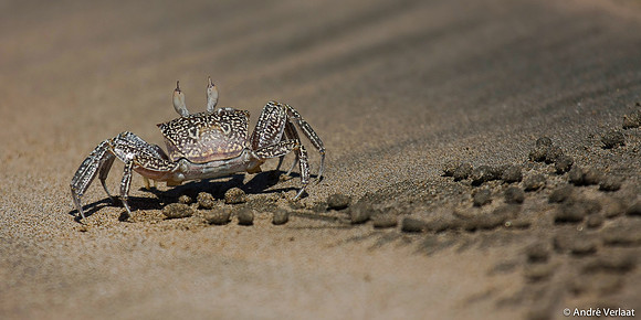 Scuttling Crab - Tamarindo, Costa Rica