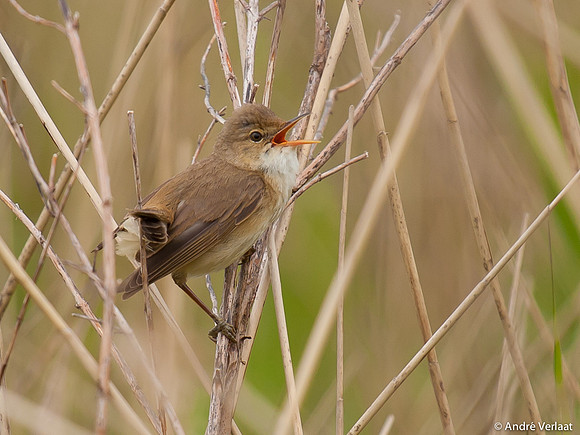Kleine Karekiet / Reed Warbler - Egboetswater