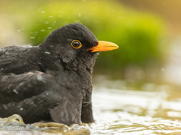 Merel / Blackbird- Holten