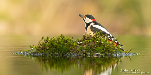 Grote Bonte Specht / Great Spotted Woodpecker - Holten