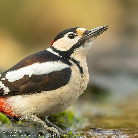 Grote Bonte Specht / Great Spotted Woodpecker - Holten