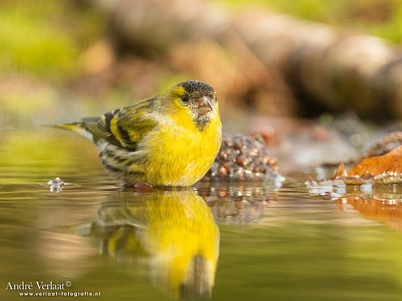Sijs / Siskin - Holten