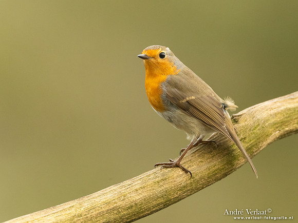 Roodborst / Robin - Holten