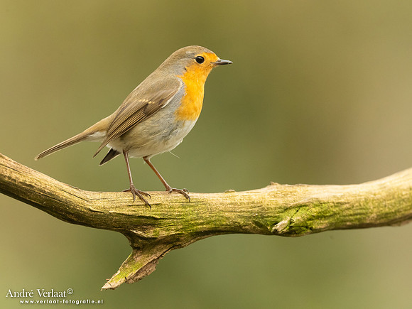 Roodborst / Robin - Holten