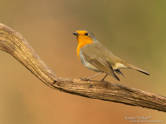 Roodborst / Robin - Holten