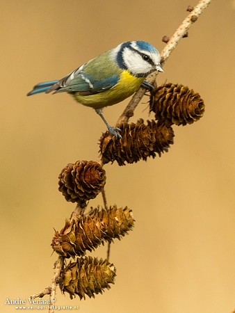 Pimpelmees / Blue Tit - Holten