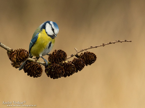 Pimpelmees / Blue Tit - Holten