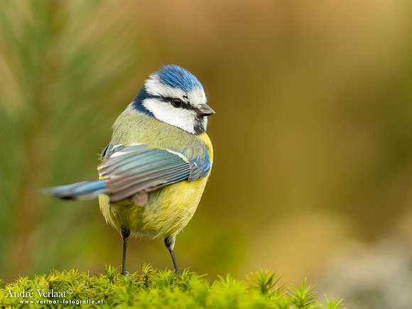 Pimpelmees / Blue Tit - Holten