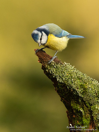 Pimpelmees / Blue Tit - Holten