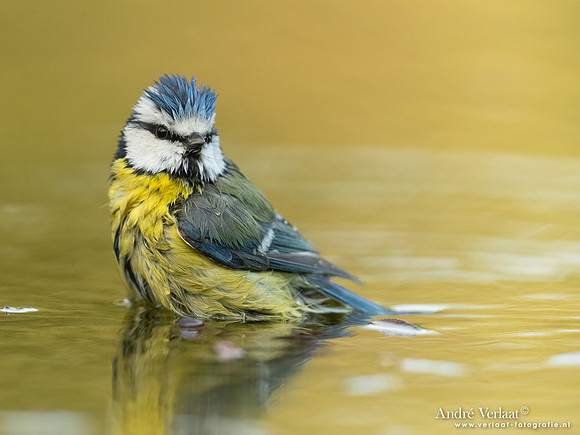 Pimpelmees / Blue Tit - Holten