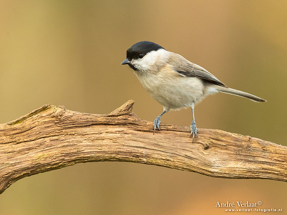 Glanskop / Marsh Tit - Holten