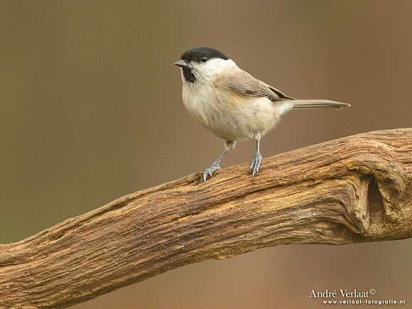 Glanskop / Marsh Tit - Holten