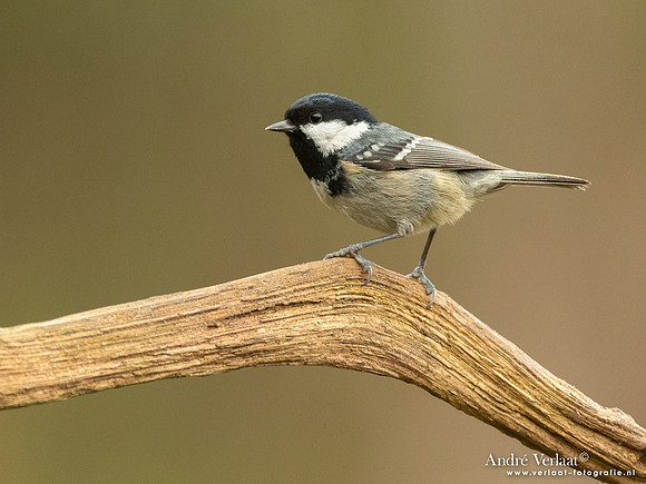 Zwarte Mees / Coal Tit - Holten