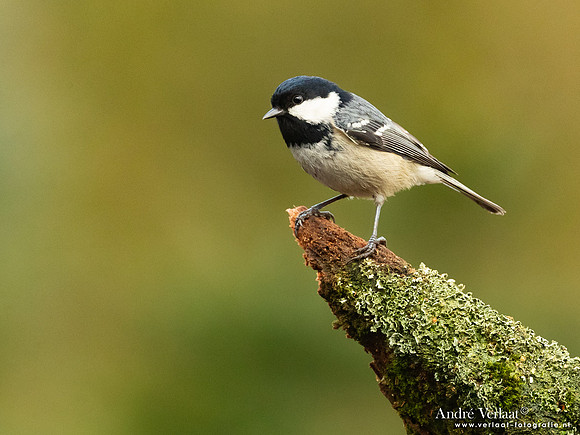 Zwarte Mees / Coal Tit - Holten