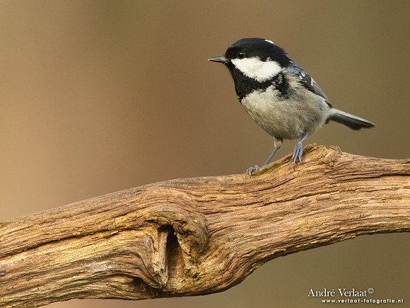 Zwarte Mees / Coal Tit - Holten