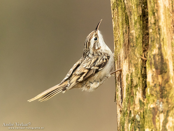 Boomkruiper /  Treecreeper - Holten